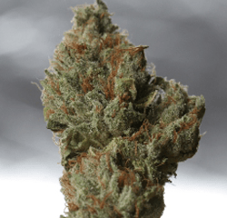Cold Creek Kush - 3rd Indica Cup Prize 2010 Cannabis Cup
