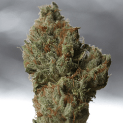 Cold Creek Kush - 3rd Indica Cup Prize 2010 Cannabis Cup