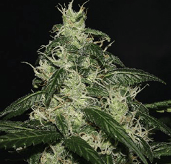 L.A.Cheese - 3rd Prize at the 2011 Cannabis Cup